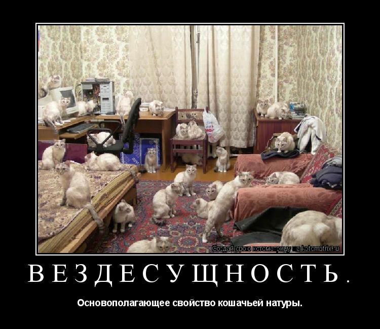 Вездесущность. Основополагающее свойство кошачьей натуры.... Котоматрица: Вездесущность. Основополагающее свойство кошачьей натуры.