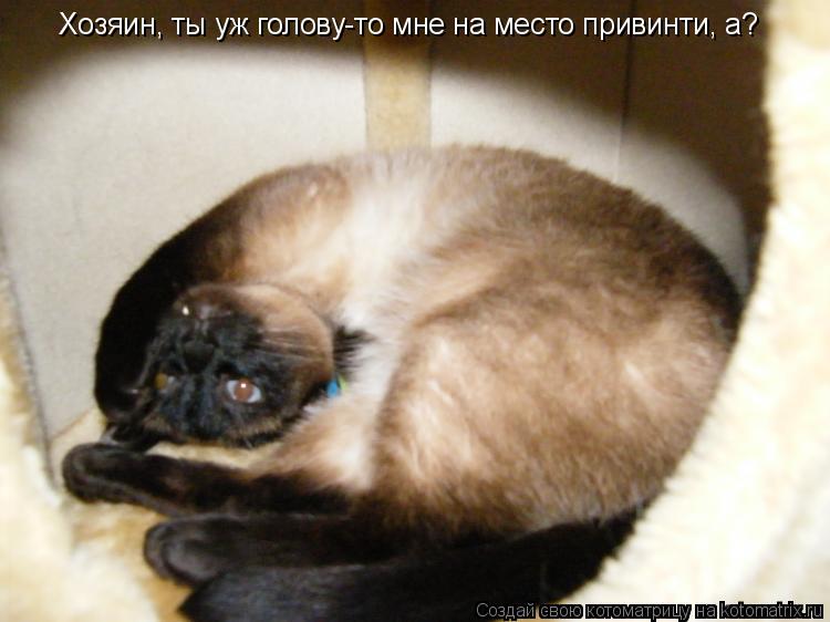 Хозяин, ты уж голову-то мне на место привинти, а?... Котоматрица: Хозяин, ты уж голову-то мне на место привинти, а?
