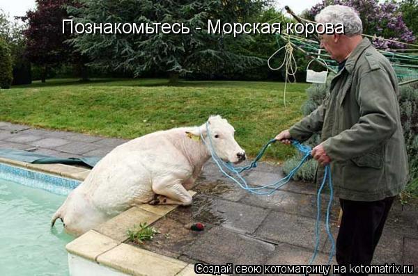 Познакомьтесь - Морская корова... Котоматрица: Познакомьтесь - Морская корова
