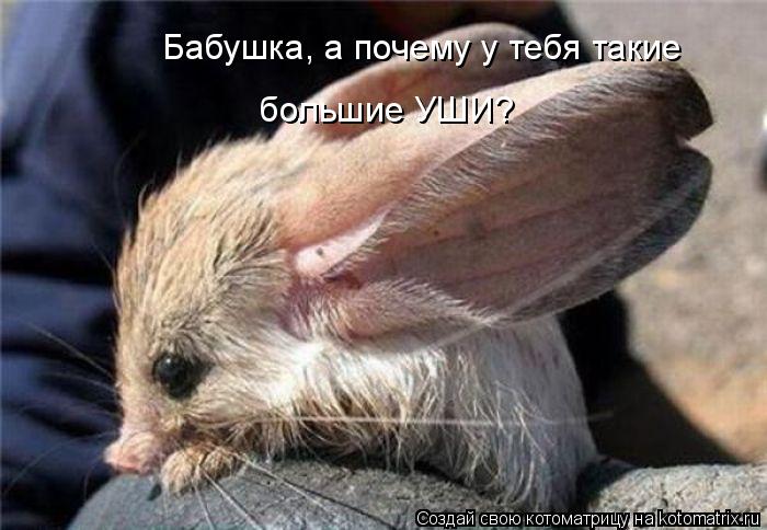Бабушка, а почему у тебя такие большие УШИ?... Котоматрица: Бабушка, а почему у тебя такие большие УШИ?
