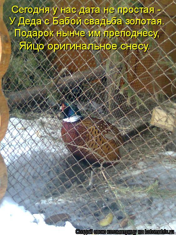 Сегодня у нас дата не простая - Подарок нынче им преподнесу, У Деда с Бабой свадьба золотая. Яйцо ори... Котоматрица: Сегодня у нас дата не простая - Подарок нынче им преподнесу, У Деда с Бабой свадьба золотая. Яйцо оригинальное снесу.