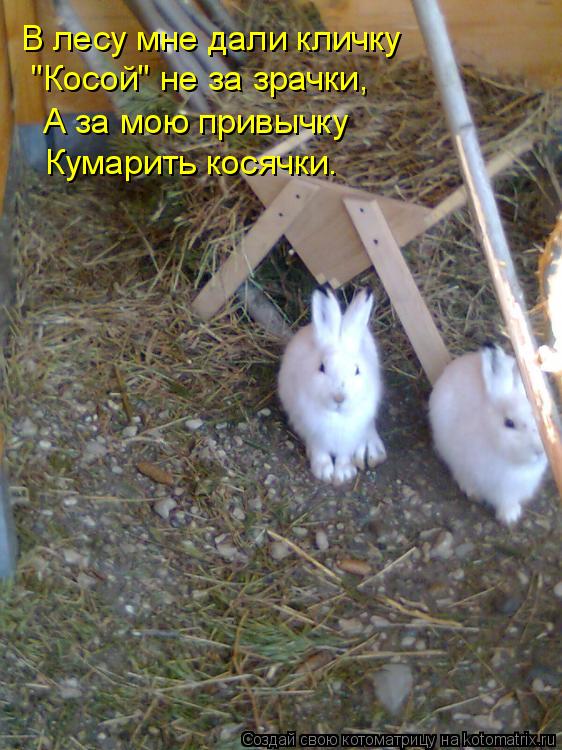 В лесу мне дали кличку "Косой" не за зрачки, А за мою привычку Кумарить косячки.... Котоматрица: В лесу мне дали кличку "Косой" не за зрачки, А за мою привычку Кумарить косячки.