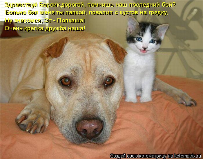 Котоматрица: Здравствуй Барсик,дорогой, помнишь наш последний бой? Больно бил меня ты лапкой, повалил с кустов на грядку, Ну знакомся, Эт - Полкаша! Очень 