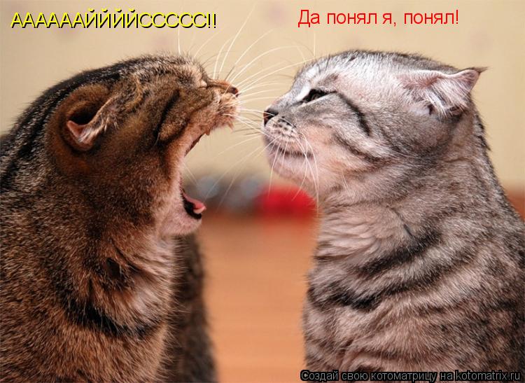 ААААААЙЙЙЙССССС!! Да понял я, понял!... Котоматрица: ААААААЙЙЙЙССССС!! Да понял я, понял!