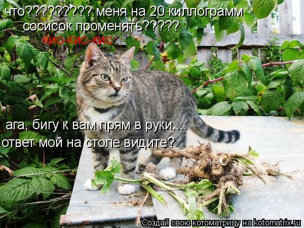 что????????? меня на 20 киллограмм сосисок променять????? кис-кис-кис ага, бигу к вам прям в руки....... Котоматрица: что????????? меня на 20 киллограмм сосисок променять????? кис-кис-кис ага, бигу к вам прям в руки.... ответ мой на столе видите?