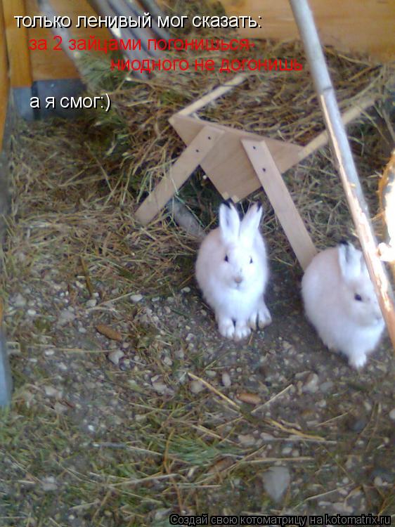 только ленивый мог сказать: за 2 зайцами погонишься- ниодного не догонишь а я смог:)... Котоматрица: только ленивый мог сказать: за 2 зайцами погонишься- ниодного не догонишь а я смог:)