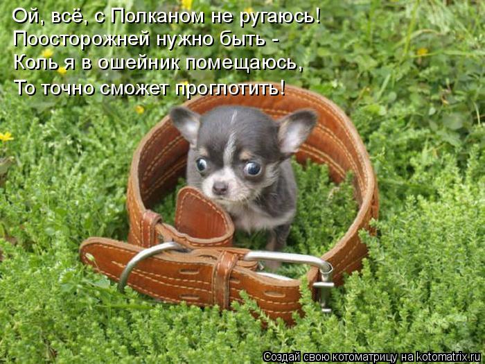 Ой, всё, с Полканом не ругаюсь! Поосторожней нужно быть - Коль я в ошейник помещаюсь, То точно сможет... Котоматрица: Ой, всё, с Полканом не ругаюсь! Поосторожней нужно быть - Коль я в ошейник помещаюсь, То точно сможет проглотить!