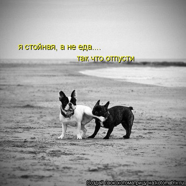 я стойная, а не еда.... так что отпусти... Котоматрица: я стойная, а не еда.... так что отпусти