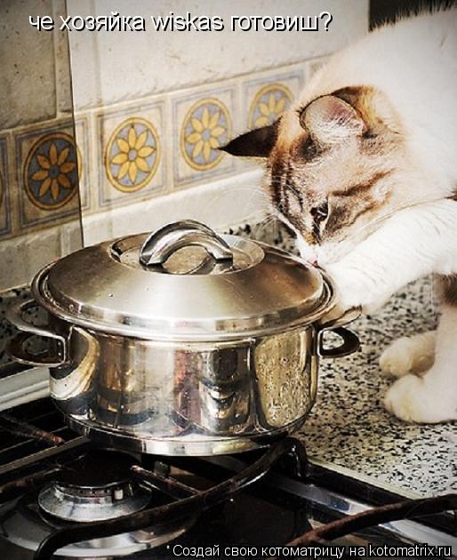 че хозяйка wiskas готовиш?... Котоматрица: че хозяйка wiskas готовиш?
