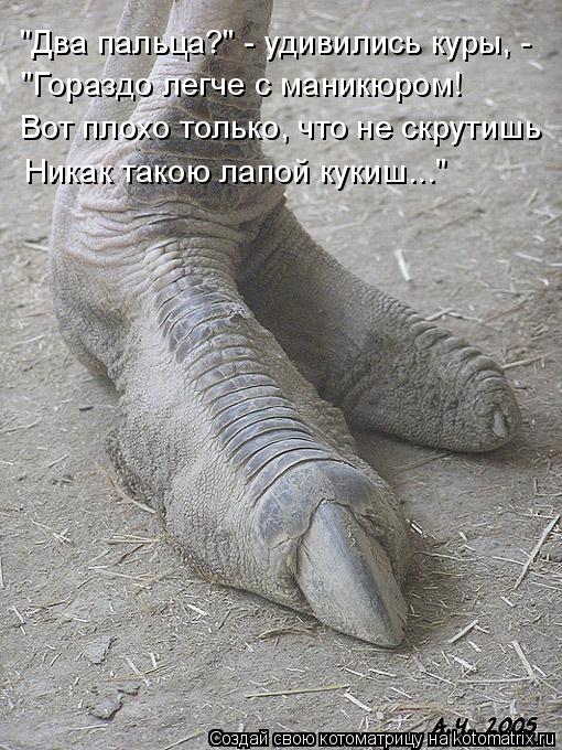 "Два пальца?" - удивились куры, - "Гораздо легче с маникюром! Вот плохо только, что не скрутишь Никак... Котоматрица: "Два пальца?" - удивились куры, - "Гораздо легче с маникюром! Вот плохо только, что не скрутишь Никак такою лапой кукиш..."