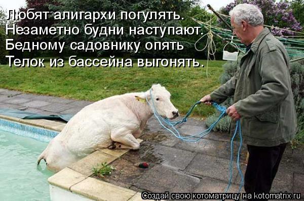 Любят алигархи погулять. Незаметно будни наступают. Бедному садовнику опять Телок из бассейна выгонят... Котоматрица: Любят алигархи погулять. Незаметно будни наступают. Бедному садовнику опять Телок из бассейна выгонять.