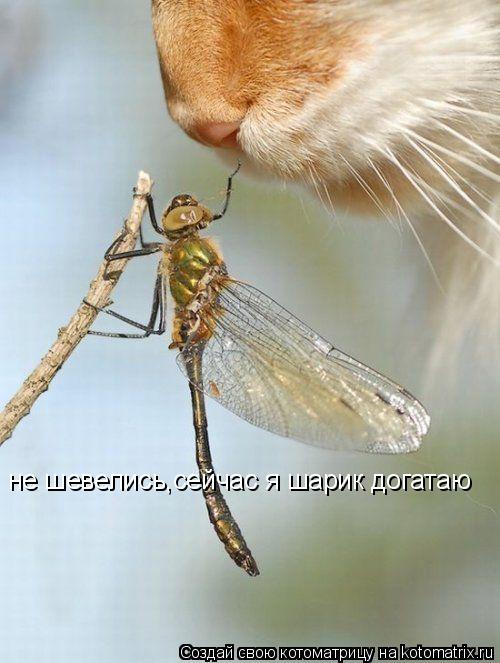 не шевелись,сейчас я шарик догатаю... Котоматрица: не шевелись,сейчас я шарик догатаю
