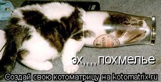 эх,,,,похмелье... Котоматрица: эх,,,,похмелье