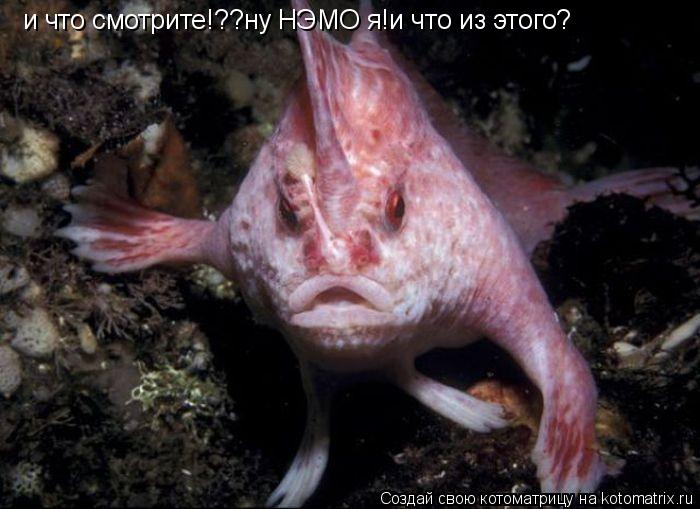 и что смотрите!??ну НЭМО я!и что из этого?... Котоматрица: и что смотрите!??ну НЭМО я!и что из этого?
