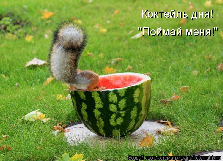 Коктейль дня! "Поймай меня!"... Котоматрица: Коктейль дня! "Поймай меня!"