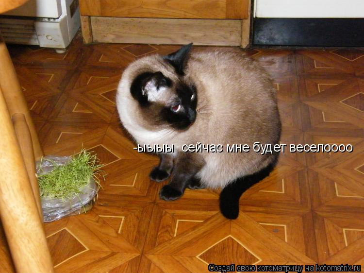 -ыыыы сейчас мне будет веселоооо... Котоматрица: -ыыыы сейчас мне будет веселоооо
