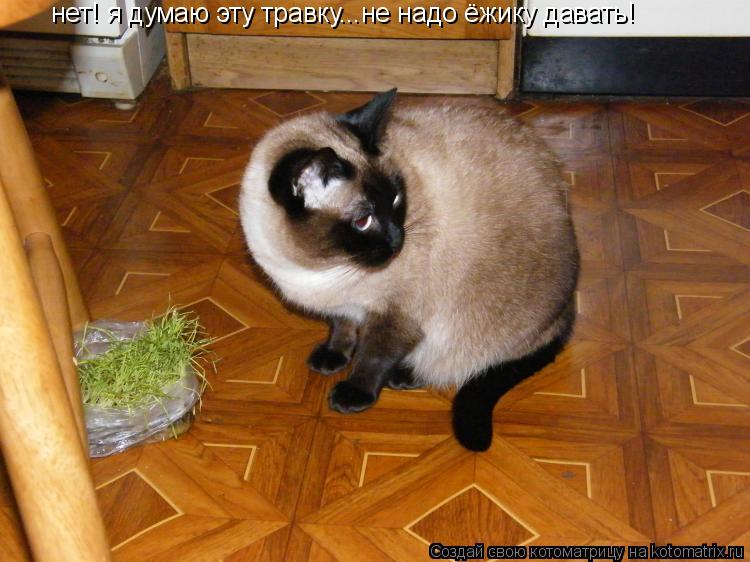 нет! я думаю эту травку...не надо ёжику давать!... Котоматрица: нет! я думаю эту травку...не надо ёжику давать!