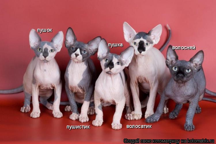 пушок пушистик пушка волосатик волосняй... Котоматрица: пушок пушистик пушка волосатик волосняй