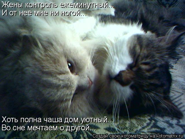 Жены контроль ежеминутный... И от неё мне ни ногой... Хоть полна чаша дом,уютный... Во сне мечтаем о ... Котоматрица: Жены контроль ежеминутный... И от неё мне ни ногой... Хоть полна чаша дом,уютный... Во сне мечтаем о другой...