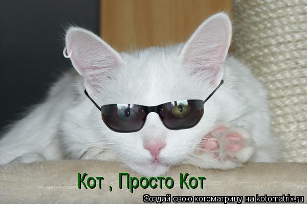 Кот , Просто Кот... Котоматрица: Кот , Просто Кот