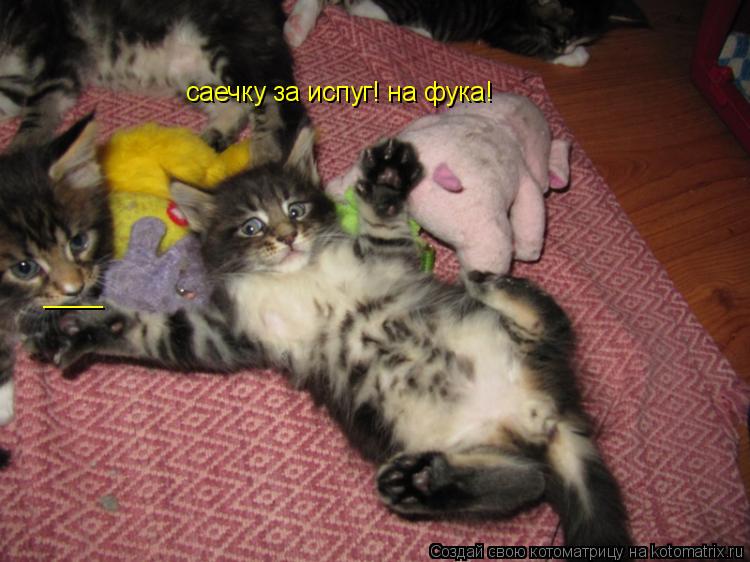саечку за испуг! на фука! ____... Котоматрица: саечку за испуг! на фука! ____