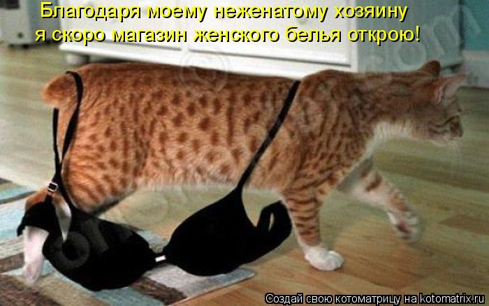 Благодаря моему неженатому хозяину я скоро магазин женского белья открою!... Котоматрица: Благодаря моему неженатому хозяину я скоро магазин женского белья открою!