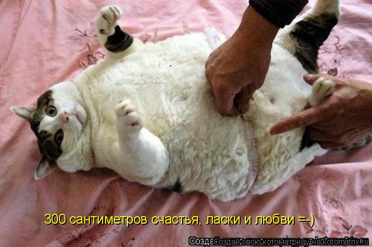 300 сантиметров счастья, ласки и любви =-)... Котоматрица: 300 сантиметров счастья, ласки и любви =-)