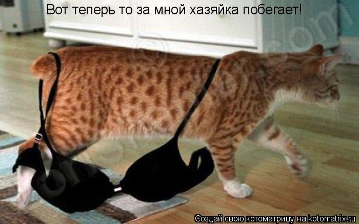 Вот теперь то за мной хазяйка побегает!... Котоматрица: Вот теперь то за мной хазяйка побегает!