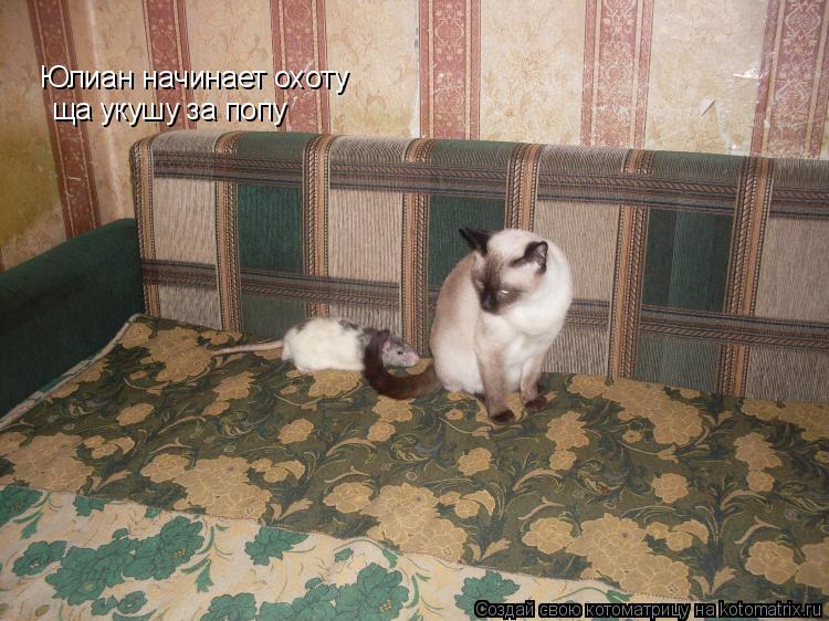 Юлиан начинает охоту ща укушу за попу... Котоматрица: Юлиан начинает охоту ща укушу за попу