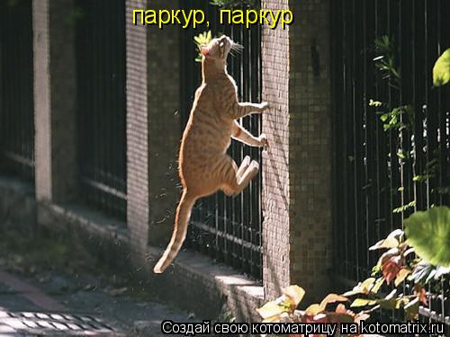 паркур, паркур... Котоматрица: паркур, паркур