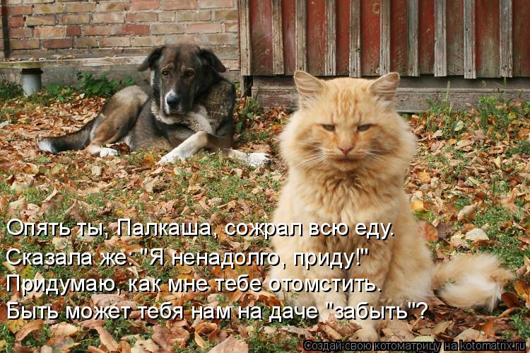 Опять ты, Палкаша, сожрал всю еду. Сказала же: "Я ненадолго, приду!" Придумаю, как мне тебе отомстить... Котоматрица: Опять ты, Палкаша, сожрал всю еду. Сказала же: "Я ненадолго, приду!" Придумаю, как мне тебе отомстить. Быть может тебя нам на даче "забыть"?