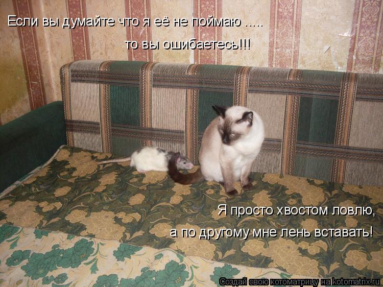 Если вы думайте что я её не поймаю ..... ... Котоматрица: Если вы думайте что я её не поймаю .....