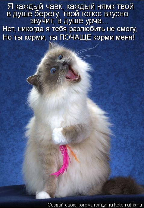 Котоматрица: Я каждый чавк, каждый нямк твой  в душе берегу, твой голос вкусно звучит, в душе урча... Нет, никогда я тебя разлюбить не смогу,  Но ты корми, ты 