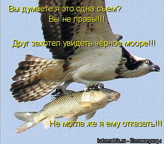 Вы думаете я это одна съем? Вы не правы!!! Друг захотел увидеть чёрное мооре!!! Не могла же я ему отк... Котоматрица: Вы думаете я это одна съем? Вы не правы!!! Друг захотел увидеть чёрное мооре!!! Не могла же я ему отказать!!!