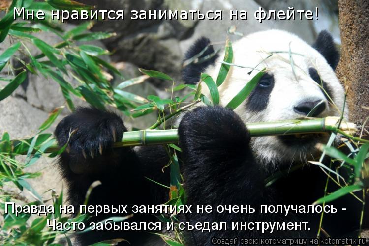 Мне нравится заниматься на флейте! Правда на первых занятиях не очень получалось - Часто забывался и ... Котоматрица: Мне нравится заниматься на флейте! Правда на первых занятиях не очень получалось - Часто забывался и съедал инструмент.