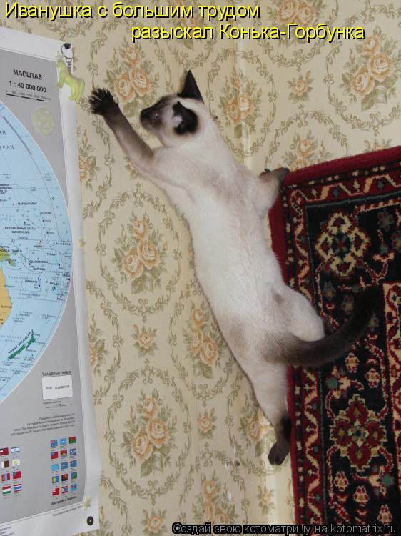 Иванушка с большим трудом разыскал Конька-Горбунка... Котоматрица: Иванушка с большим трудом разыскал Конька-Горбунка