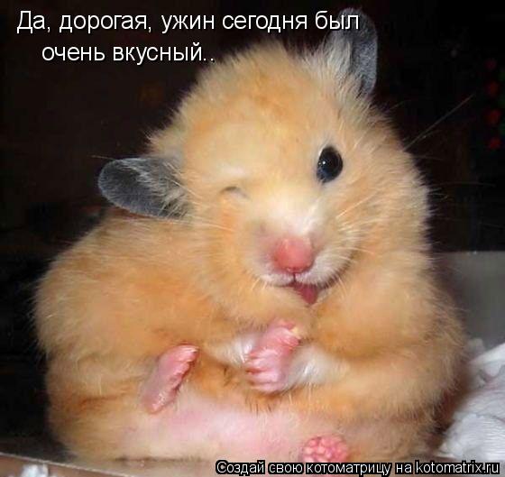 Да, дорогая, ужин сегодня был очень вкусный..... Котоматрица: Да, дорогая, ужин сегодня был очень вкусный..