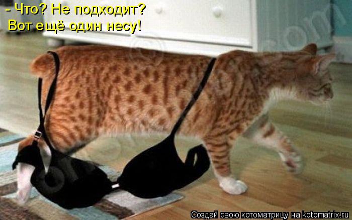 - Что? Не подходит? Вот ещё один несу!... Котоматрица: - Что? Не подходит? Вот ещё один несу!