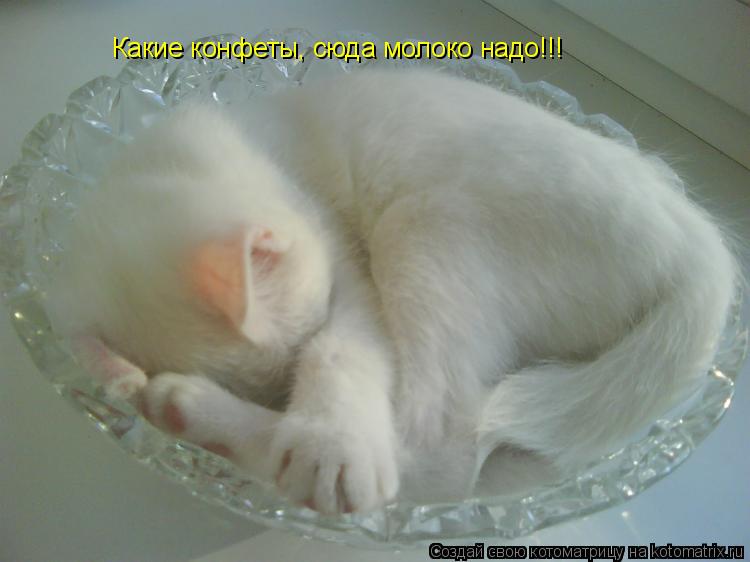 Какие конфеты, сюда молоко надо!!!... Котоматрица: Какие конфеты, сюда молоко надо!!!