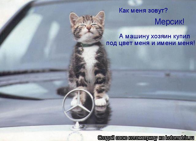под цвет меня и имени меня! А машину хозяин купил Как меня зовут? Мерсик!... Котоматрица: под цвет меня и имени меня! А машину хозяин купил Как меня зовут? Мерсик!