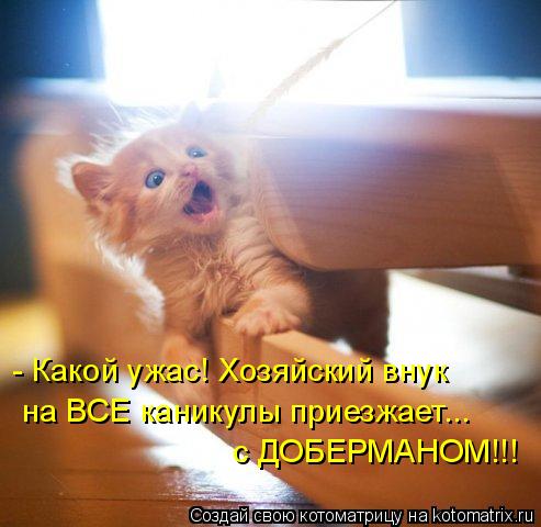 - Какой ужас! Хозяйский внук на ВСЕ каникулы приезжает... с ДОБЕРМАНОМ!!!... Котоматрица: - Какой ужас! Хозяйский внук на ВСЕ каникулы приезжает... с ДОБЕРМАНОМ!!!