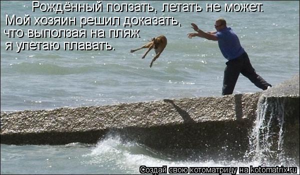 Рождённый ползать, летать не может. Мой хозяин решил доказать, что выползая на пляж я улетаю плавать.... Котоматрица: Рождённый ползать, летать не может. Мой хозяин решил доказать, что выползая на пляж я улетаю плавать.