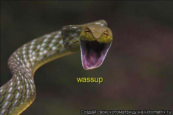 wassup... Котоматрица: wassup