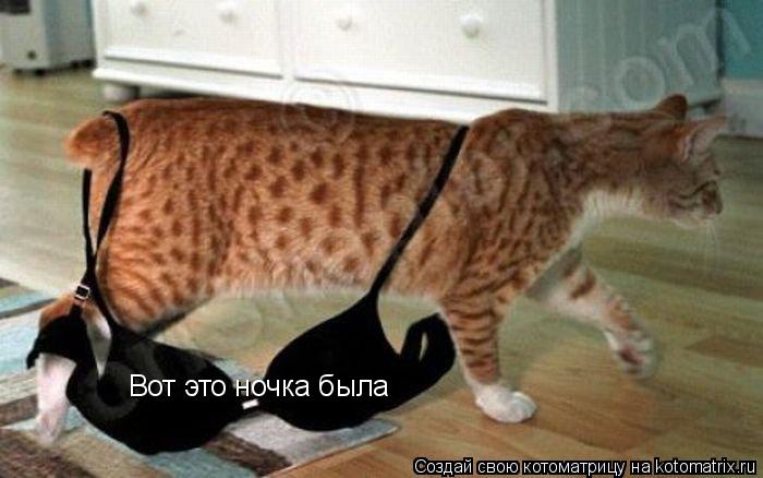 Вот это ночка была... Котоматрица: Вот это ночка была