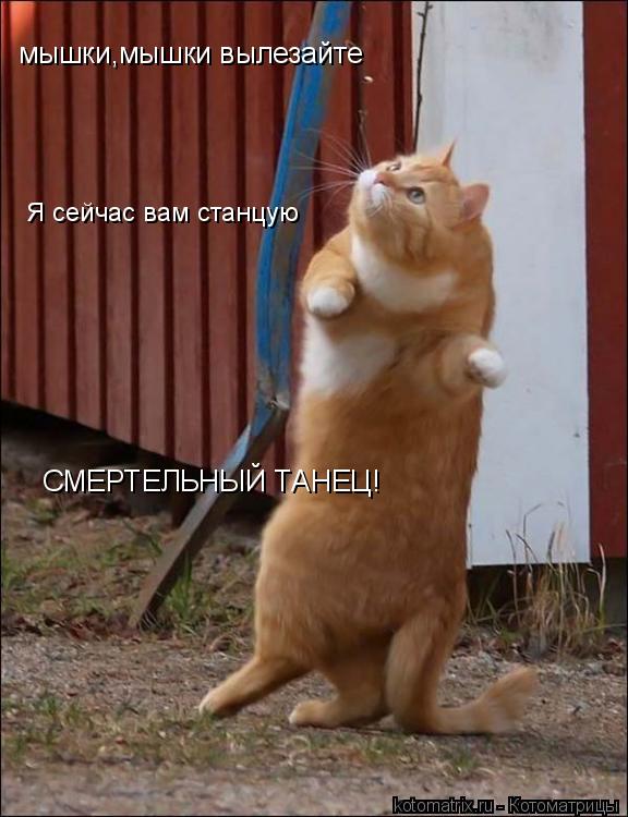 мышки,мышки вылезайте Я сейчас вам станцую СМЕРТЕЛЬНЫЙ ТАНЕЦ!... Котоматрица: мышки,мышки вылезайте Я сейчас вам станцую СМЕРТЕЛЬНЫЙ ТАНЕЦ!