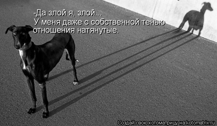 -Да злой я, злой... У меня даже с собственной тенью отношения натянутые.... Котоматрица: -Да злой я, злой... У меня даже с собственной тенью отношения натянутые.