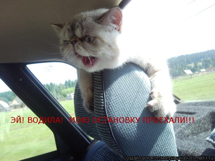 ЭЙ! ВОДИЛА! МОЮ ОСТАНОВКУ ПРОЕХАЛИ!!!... Котоматрица: ЭЙ! ВОДИЛА! МОЮ ОСТАНОВКУ ПРОЕХАЛИ!!!