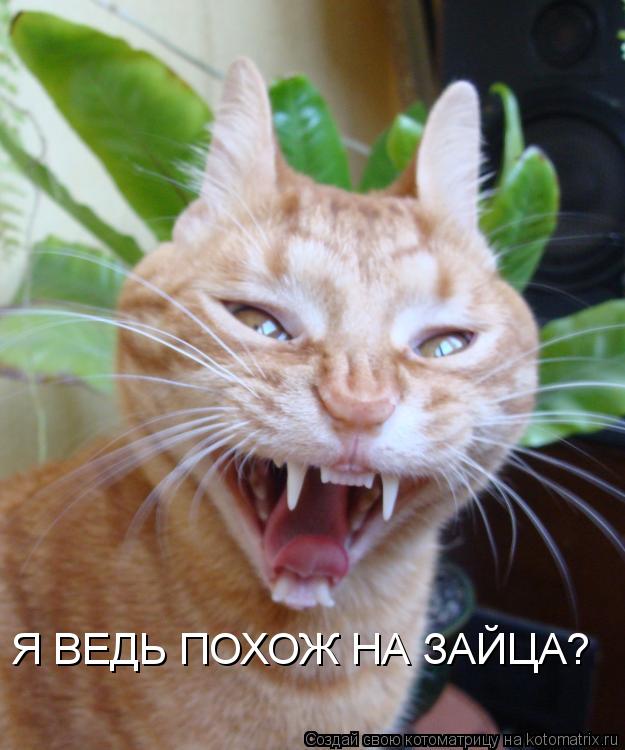 Я ВЕДЬ ПОХОЖ НА ЗАЙЦА?... Котоматрица: Я ВЕДЬ ПОХОЖ НА ЗАЙЦА?