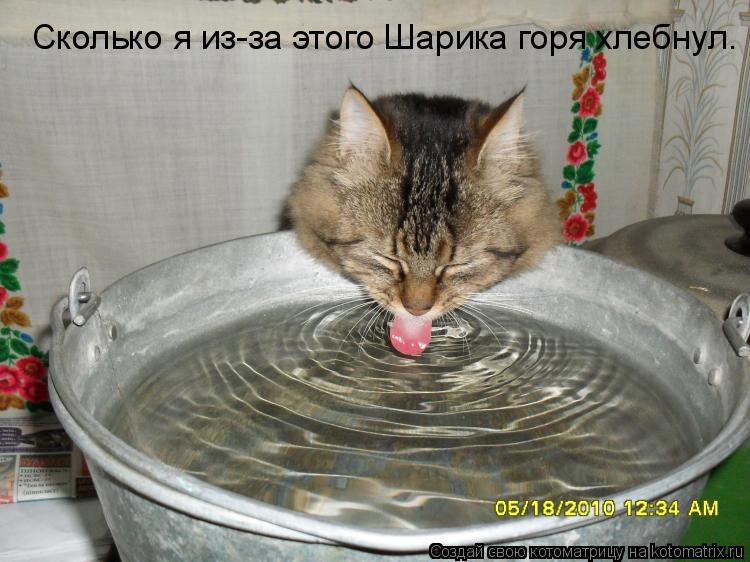 Сколько я из-за этого Шарика горя хлебнул.... Котоматрица: Сколько я из-за этого Шарика горя хлебнул.