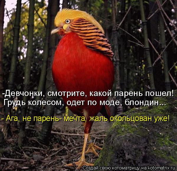 -Девчонки, смотрите, какой парень пошел! Грудь колесом, одет по моде, блондин... - Ага, не парень- ме... Котоматрица: -Девчонки, смотрите, какой парень пошел! Грудь колесом, одет по моде, блондин... - Ага, не парень- мечта, жаль окольцован уже!